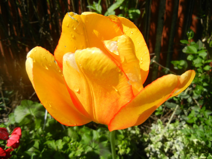 Tulipa Blushing Apeldoorn (2014, Apr.20)