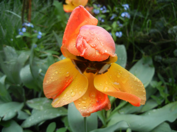 Tulipa Orange Bowl (2014, April 18)