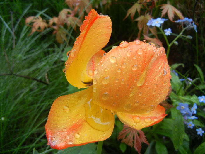 Tulipa Orange Bowl (2014, April 18)