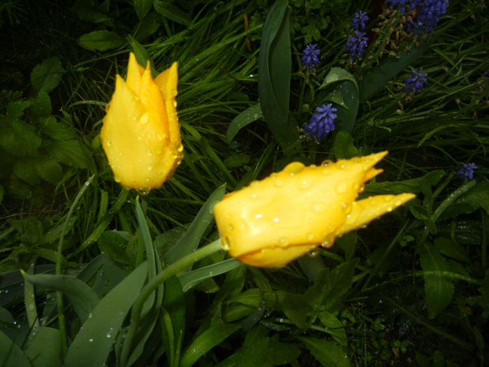 Tulipa Flashback (2014, April 18) - Tulipa Flashback