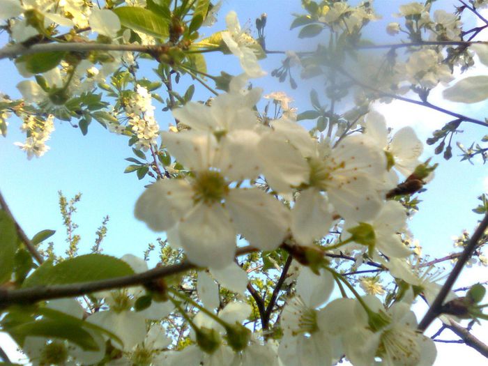 Flori de visin - Recunoasterea arborilor dupa flori