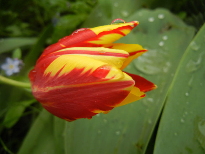 Tulipa Mickey Mouse (2014, April 19) Tulipa Mickey Mouse (2014, April 19)