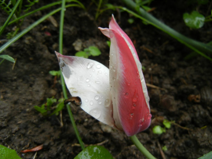Tulipa Peppermint Stick (2014, April 18)