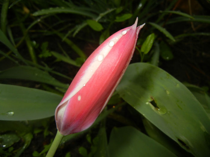 Tulipa Peppermint Stick (2014, April 18)