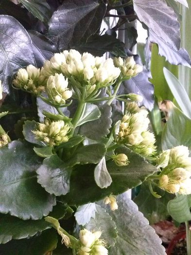 CAM00015[1] - kalanchoe