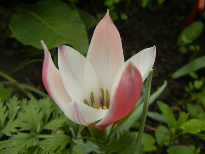 Tulipa Peppermint Stick (2014, April 19)