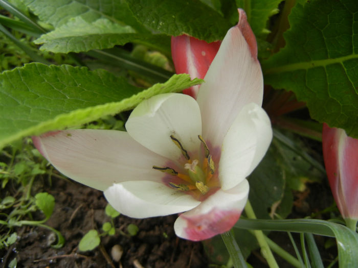 Tulipa Peppermint Stick (2014, April 19) - Tulipa Peppermint Stick