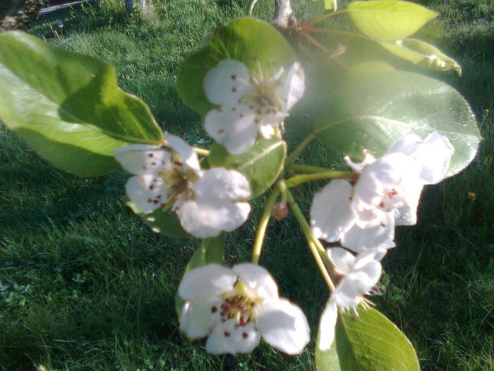 Flori de par - Recunoasterea arborilor dupa flori