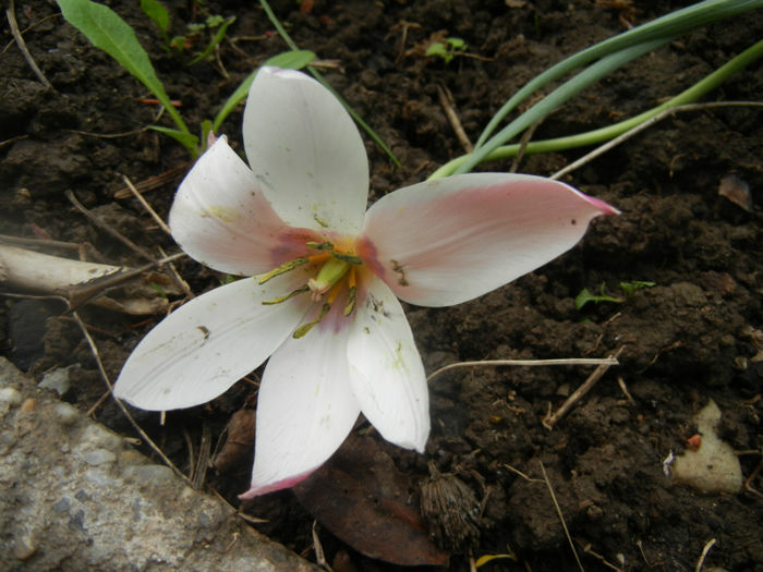 Tulipa Peppermint Stick (2014, April 19)