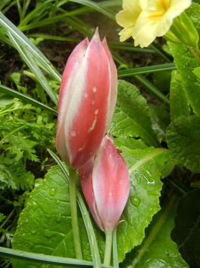 Tulipa Peppermint Stick (2014, April 20)