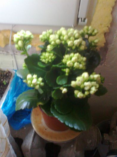 Fotografie0212[1] - kalanchoe