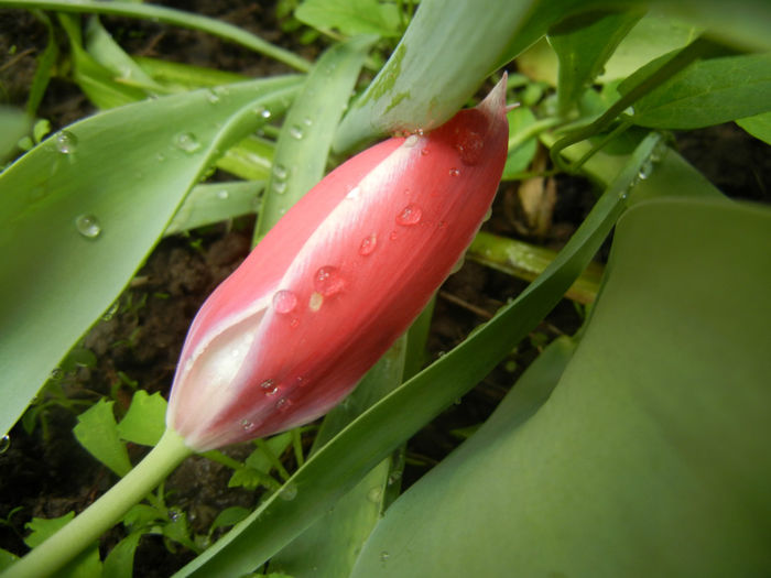 Tulipa Peppermint Stick (2014, April 20)