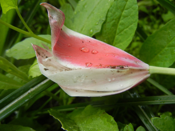 Tulipa Peppermint Stick (2014, April 20)