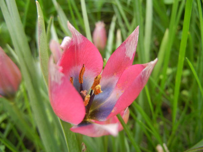Tulipa Little Beauty (2014, April 19)