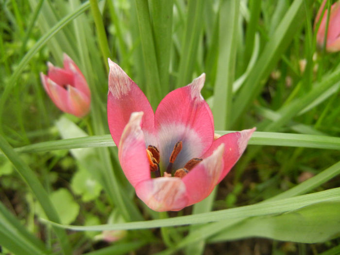 Tulipa Little Beauty (2014, April 19)
