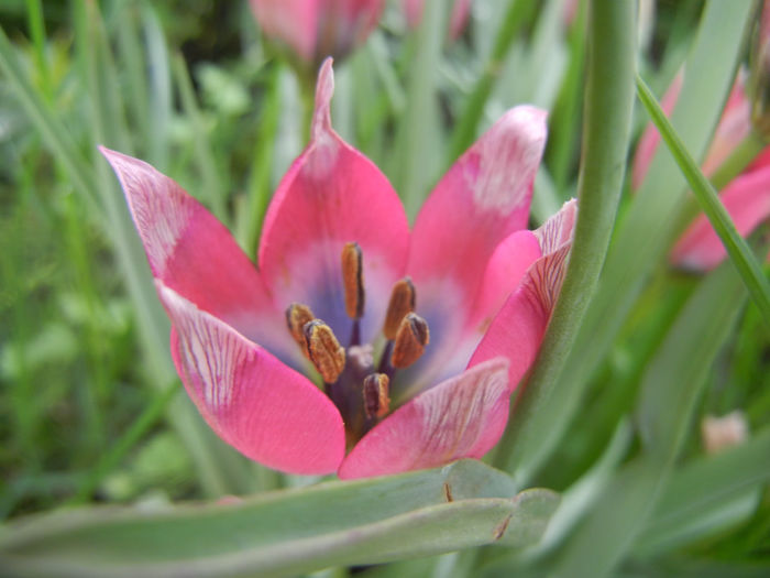 Tulipa Little Beauty (2014, April 19)