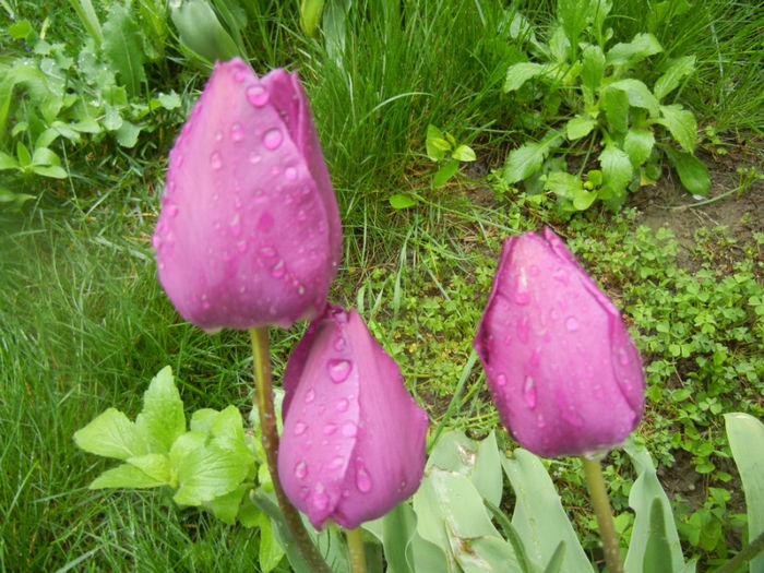 Tulipa Purple Flag (2014, April 18)