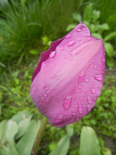 Tulipa Purple Flag (2014, April 18)