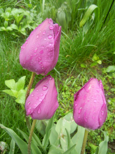 Tulipa Purple Flag (2014, April 18)