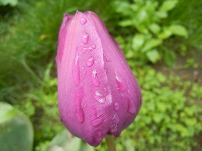 Tulipa Purple Flag (2014, April 20)