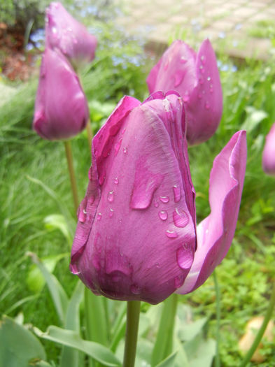 Tulipa Purple Flag (2014, April 20)