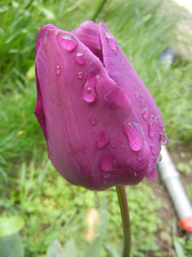 Tulipa Purple Flag (2014, April 20)