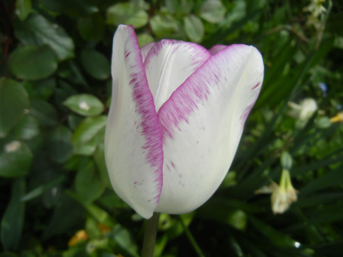 Tulipa Shirley (2014, April 19) - Tulipa Shirley