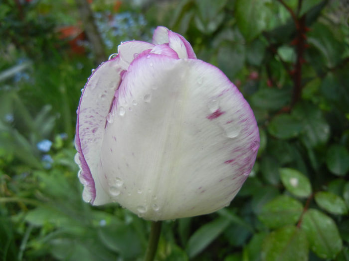 Tulipa Shirley (2014, April 20) - Tulipa Shirley