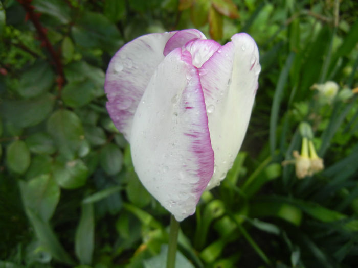 Tulipa Shirley (2014, April 20) - Tulipa Shirley