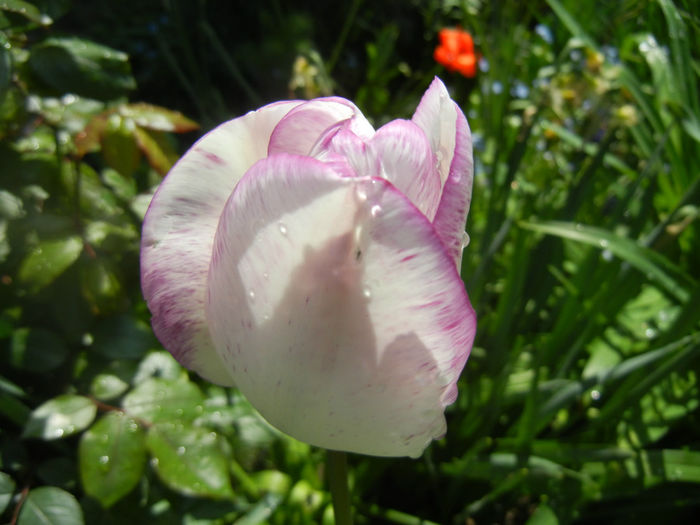 Tulipa Shirley (2014, April 20) Tulipa Shirley (2014, April 20)