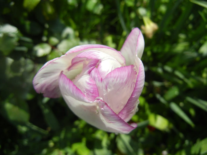 Tulipa Shirley (2014, April 20) Tulipa Shirley (2014, April 20)