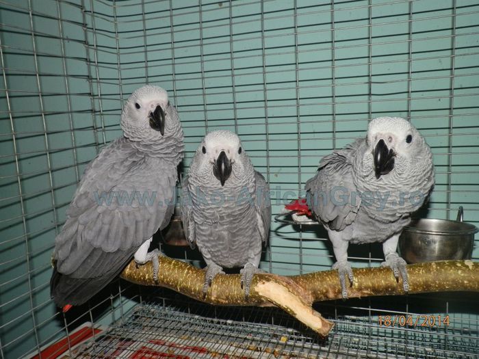 papagali jako 2 - vand papagali - Timisoara