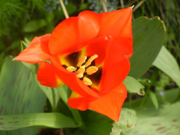Tulipa Tangerine Beauty (2014, April 08)