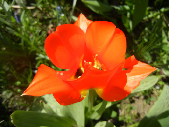 Tulipa Tangerine Beauty (2014, April 09) - Tulipa Tangerine Beauty