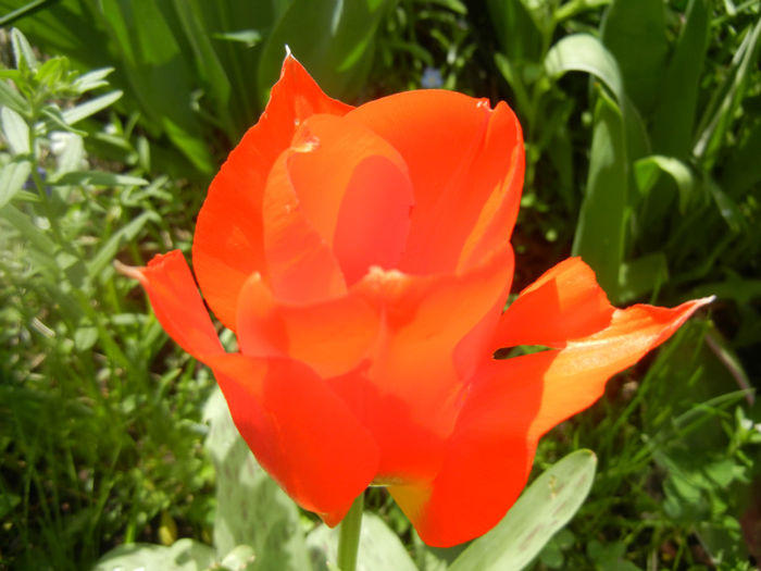 Tulipa Tangerine Beauty (2014, April 13)