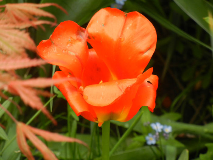 Tulipa Tangerine Beauty (2014, April 19) - Tulipa Tangerine Beauty