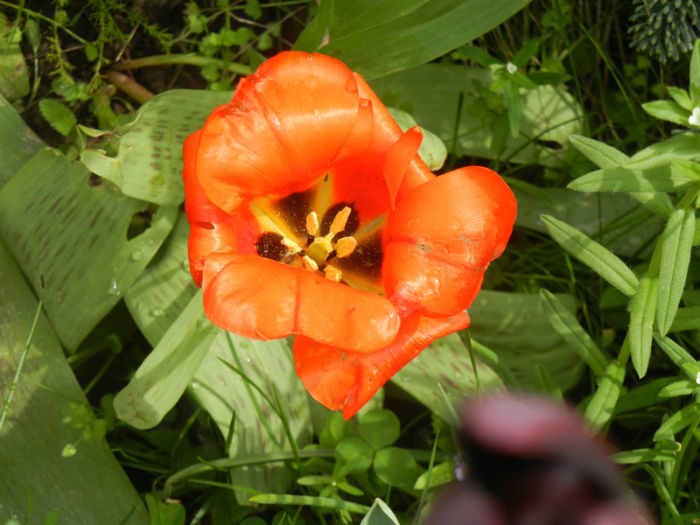 Tulipa Tangerine Beauty (2014, April 19)