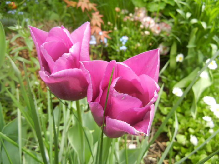 Tulipa Maytime (2014, April 19)