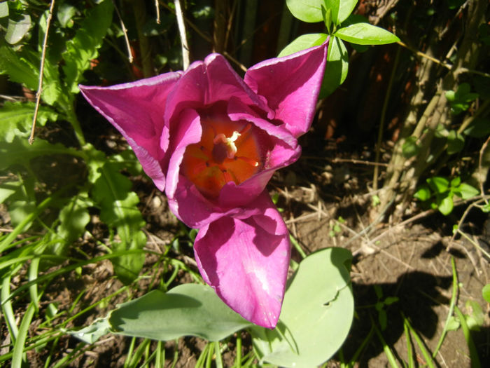 Tulipa Maytime (2014, April 20)