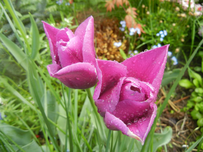 Tulipa Maytime (2014, April 20)