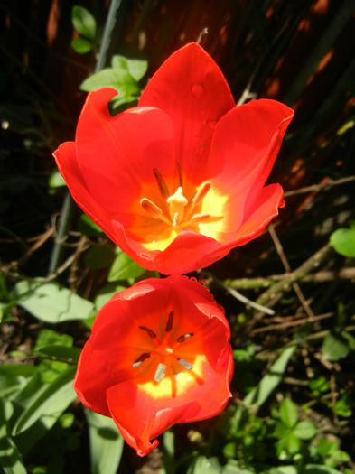 Tulipa Orange Bouquet (2014, April 20) - Tulipa Orange Bouquet