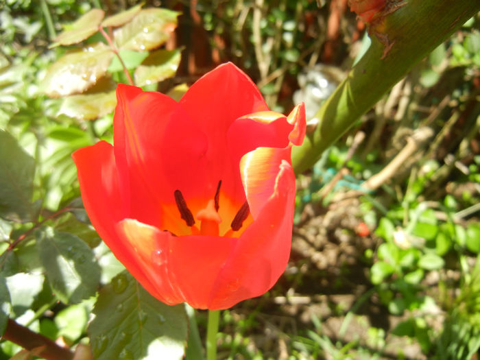 Tulipa Orange Bouquet (2014, April 20)