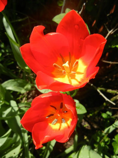 Tulipa Orange Bouquet (2014, April 20)