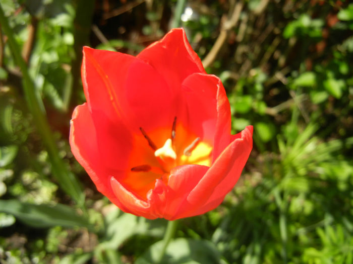 Tulipa Orange Bouquet (2014, April 20) - Tulipa Orange Bouquet