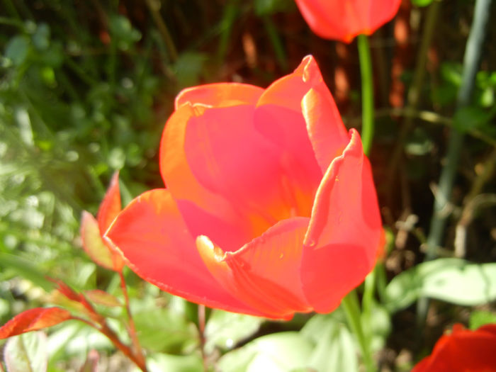 Tulipa Orange Bouquet (2014, April 20)