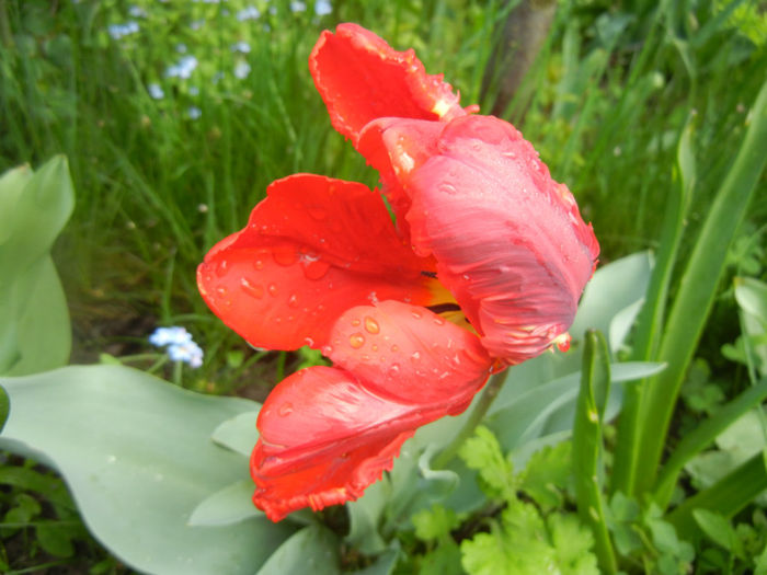 Tulipa Rococo (2014, April 20)