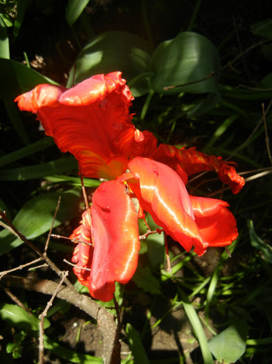 Tulipa Rococo (2014, April 20)