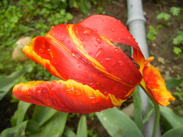 Tulipa Bright Parrot (2014, April 20)