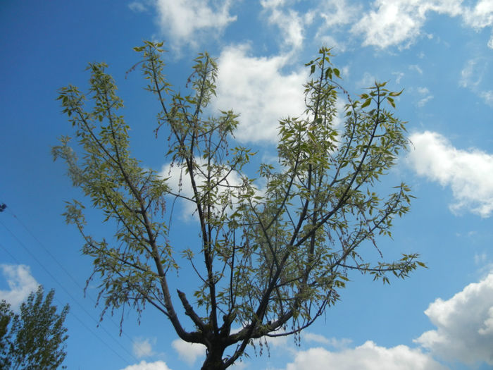 Acer negundo Flamingo (2014, April 20)