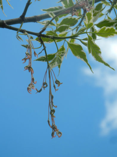 Acer negundo Flamingo (2014, April 20) - Acer negundo Flamingo